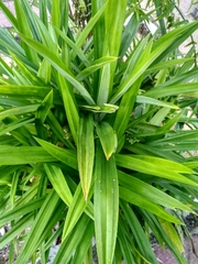 Pandanus amaryllifolius