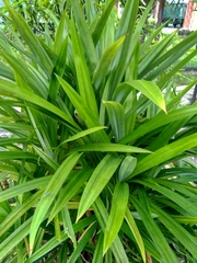 Pandanus amaryllifolius
