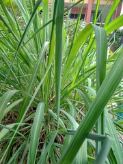 Pandanus amaryllifolius