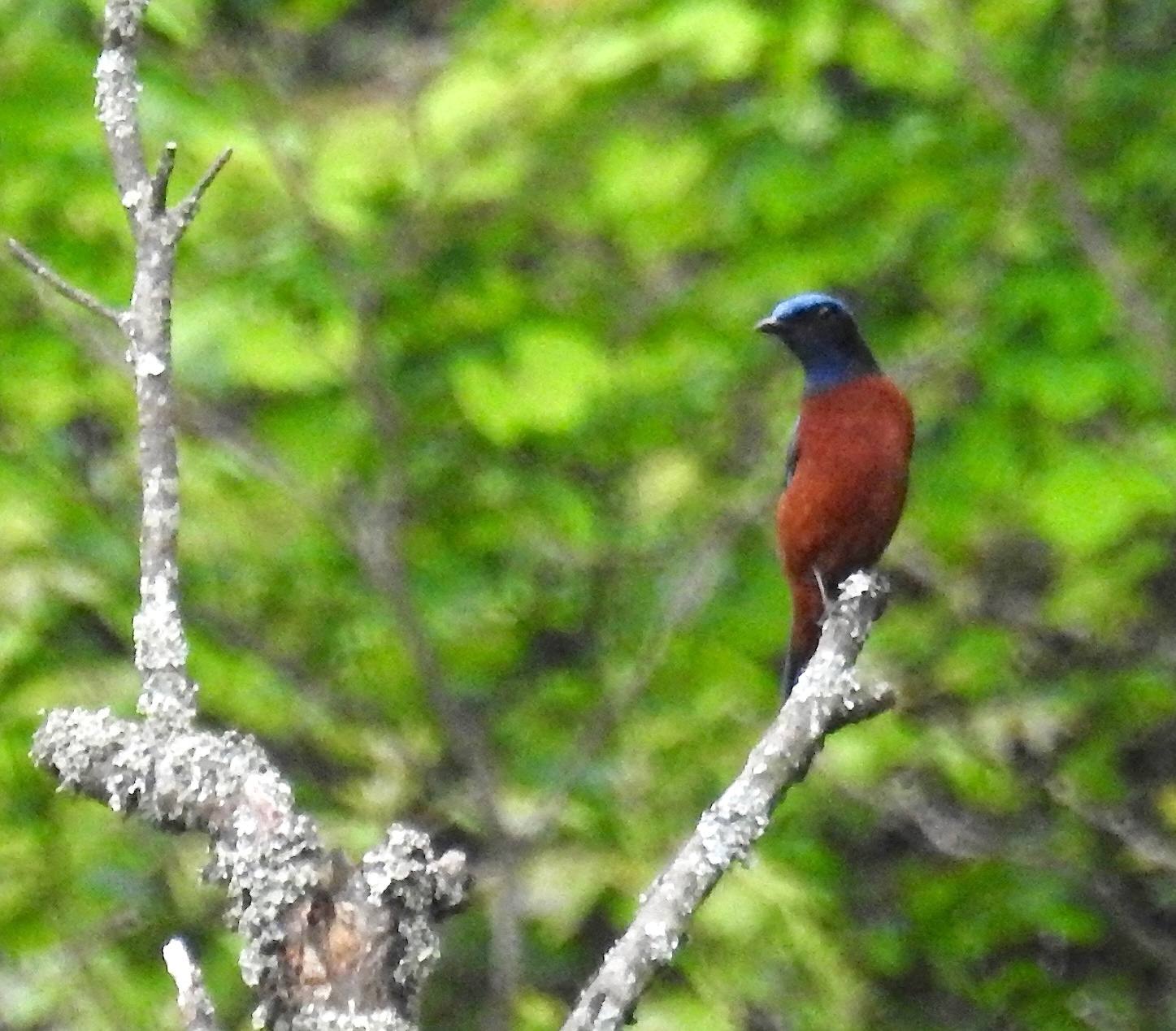 Chestnut-bellied Rock Thrush