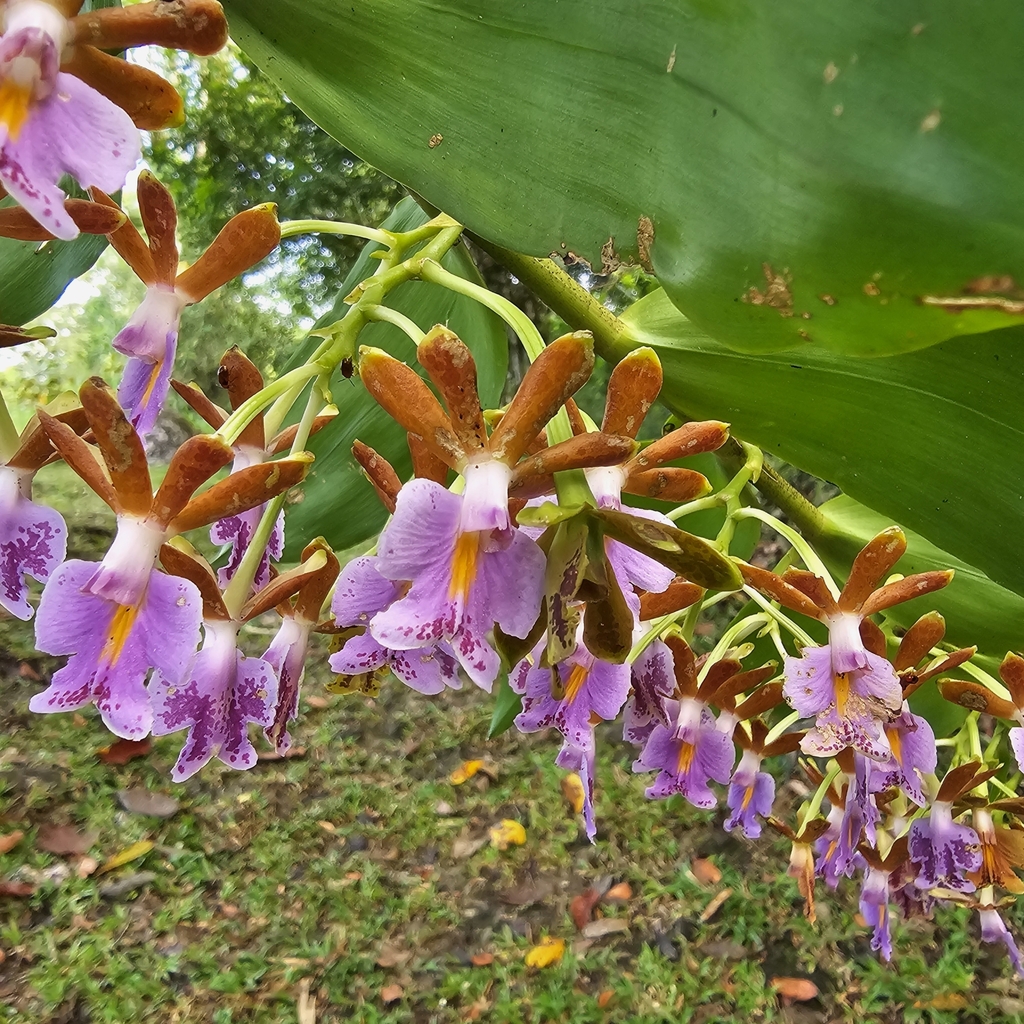 Epidendrum pinniferum