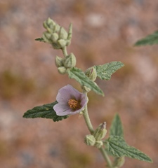 Sphaeralcea ambigua rosacea