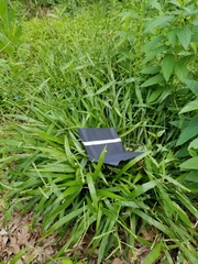 Paspalum laeve