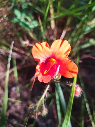 Chamaecrista fagonioides, 2024-04-24
