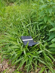 Paspalum laeve