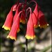Blandfordia nobilis - Photo (c) David Midgley, algunos derechos reservados (CC BY-NC-ND)