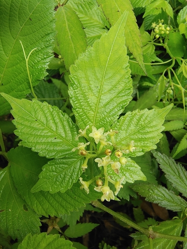 Cayratia albifolia