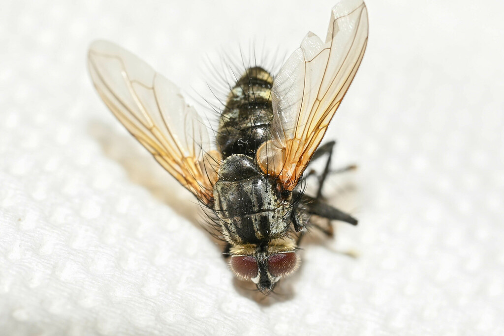Parerigone macrophthalma