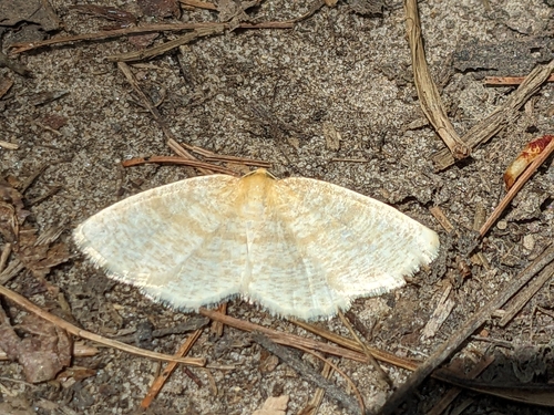 Yellow-dusted Cream Moth photo 5