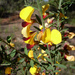 Bossiaea heterophylla - Photo (c) John Tann, μερικά δικαιώματα διατηρούνται (CC BY)