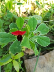 Lotus tetragonolobus
