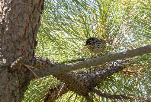 Sierra Madre Sparrow (Xenospiza baileyi), photo 9