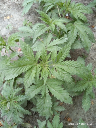 Foto de Maconha
