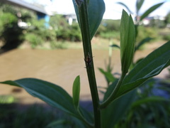 Cyphonia trifida