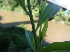 Cyphonia trifida