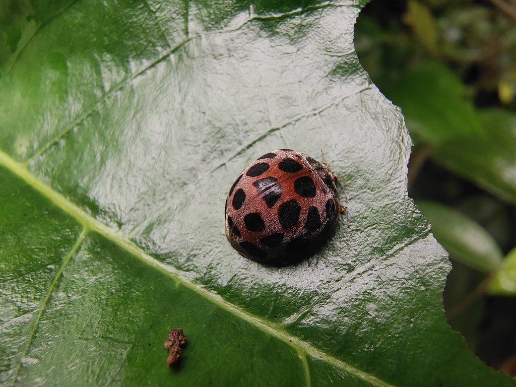 Hadda Beetle from Yichun, CN-JX, CN on April 25, 2024 at 10:45 AM by ...