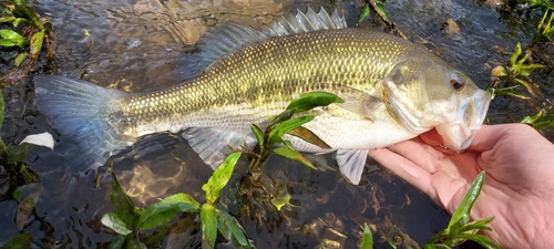 Spotted Bass