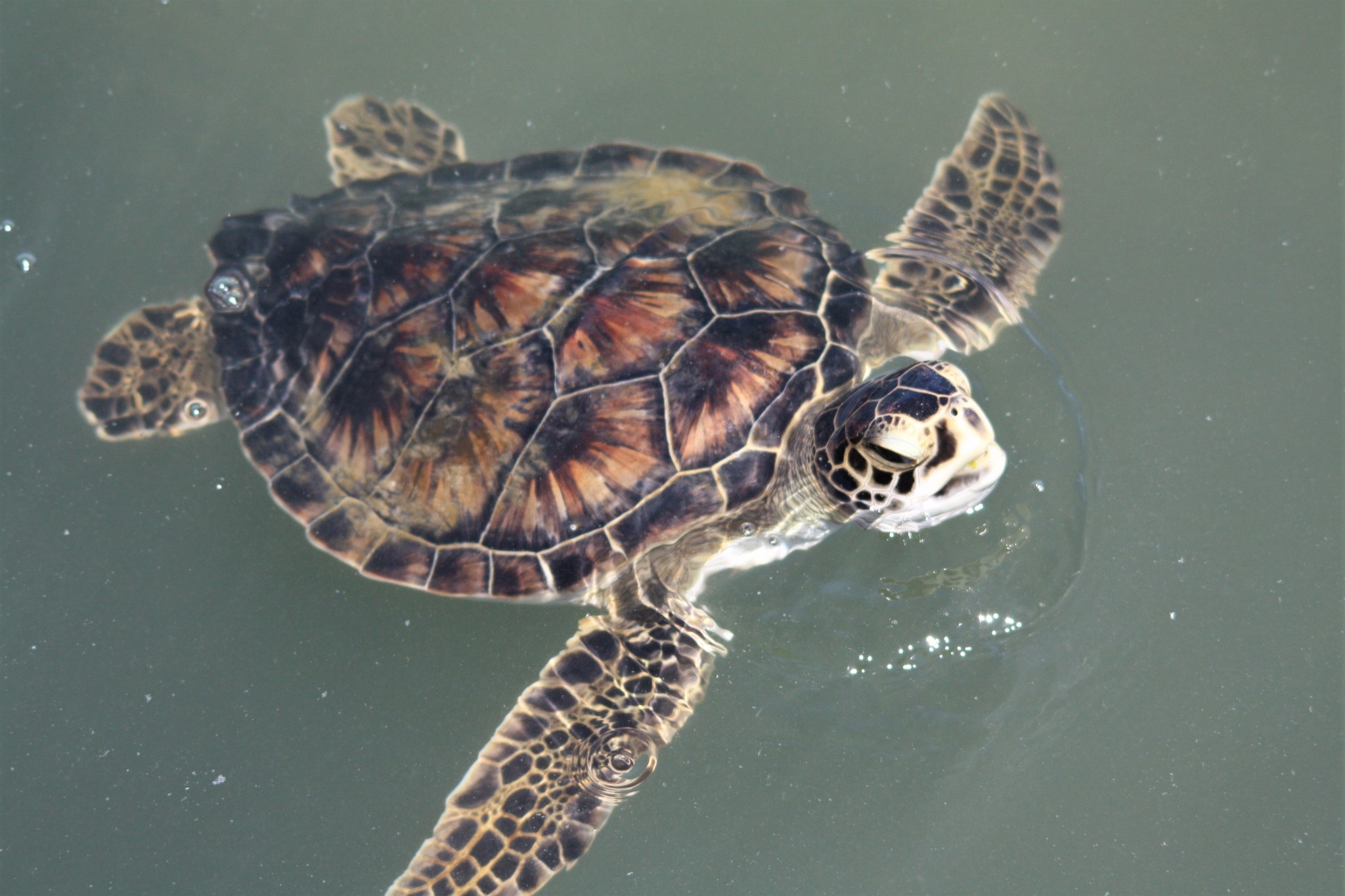 Photograph of Chelonia mydas