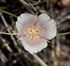 Calochortus striatus