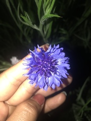 Centaurea cyanus