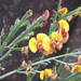 Bossiaea scolopendria - Photo (c) Margaret Donald, some rights reserved (CC BY-NC-ND)