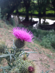 Cirsium rhaphilepis