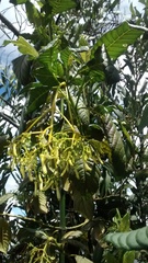 Palicourea lineariflora