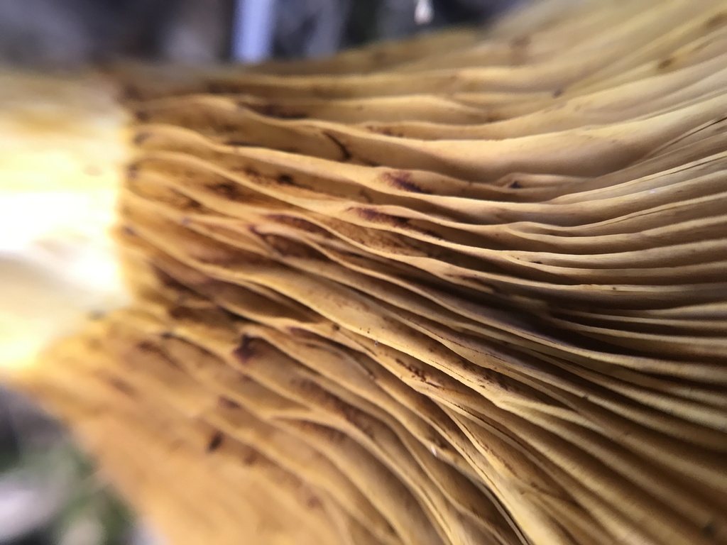 Austropaxillus statuum · April 2024 · photo: © tutitah (iNaturalist, cc0)