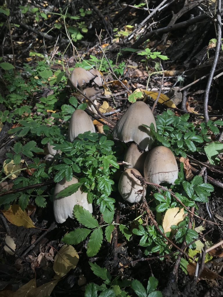 Coprinopsis atramentaria · April 2024 · photo: © tutitah (iNaturalist, cc0)