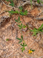 Stylosanthes biflora