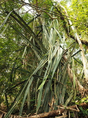 Pandanus atrocarpus