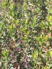 Baccharis tola