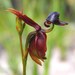 Large Flying Duck Orchid - Photo (c) Parks Victoria, some rights reserved (CC BY-NC)