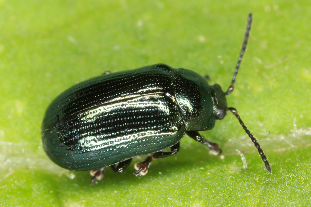Phratora laticollis