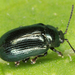 Phratora laticollis - Photo (c) Erwin Holzer, some rights reserved (CC BY-NC), uploaded by Erwin Holzer