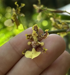 Oncidium bracteatum image