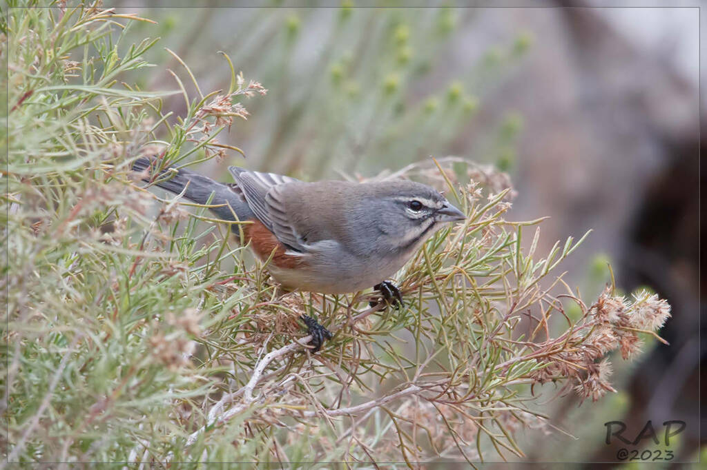 Rufous-sided Warbling-finch
