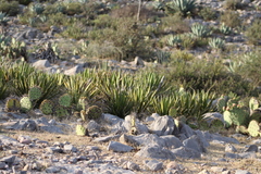 Agave lechuguilla