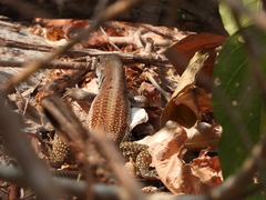 Aspidoscelis motaguae