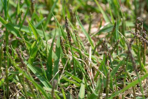 Korean grass (Zoysia japonica)