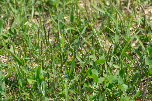 Image of Zoysia japonica by (c) WATANABE Hitoshi 渡辺仁, some rights reserved (CC BY)