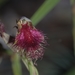 Beard Orchids - Photo (c) eyeweed, some rights reserved (CC BY-NC-ND)