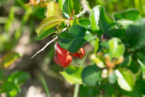Image of Chaenomeles japonica by (c) WATANABE Hitoshi 渡辺仁, some rights reserved (CC BY)
