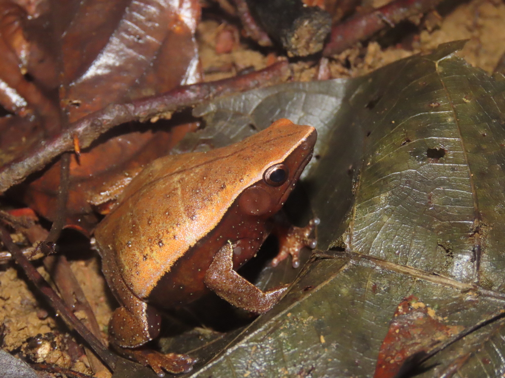 Colombian Pancake Frog