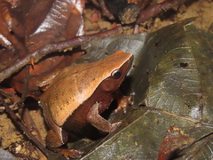 Colombian Pancake Frog photo 1