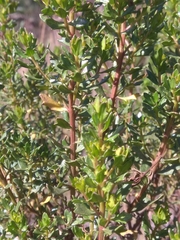 Baccharis tola