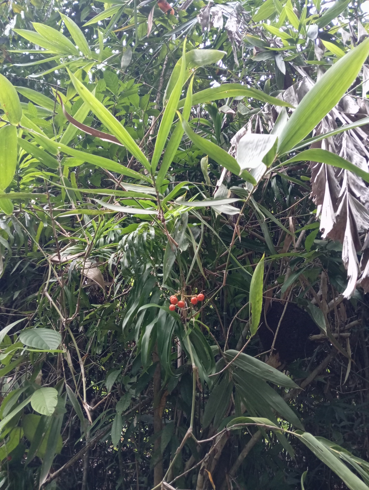 Imagem de Dracena Reflexa