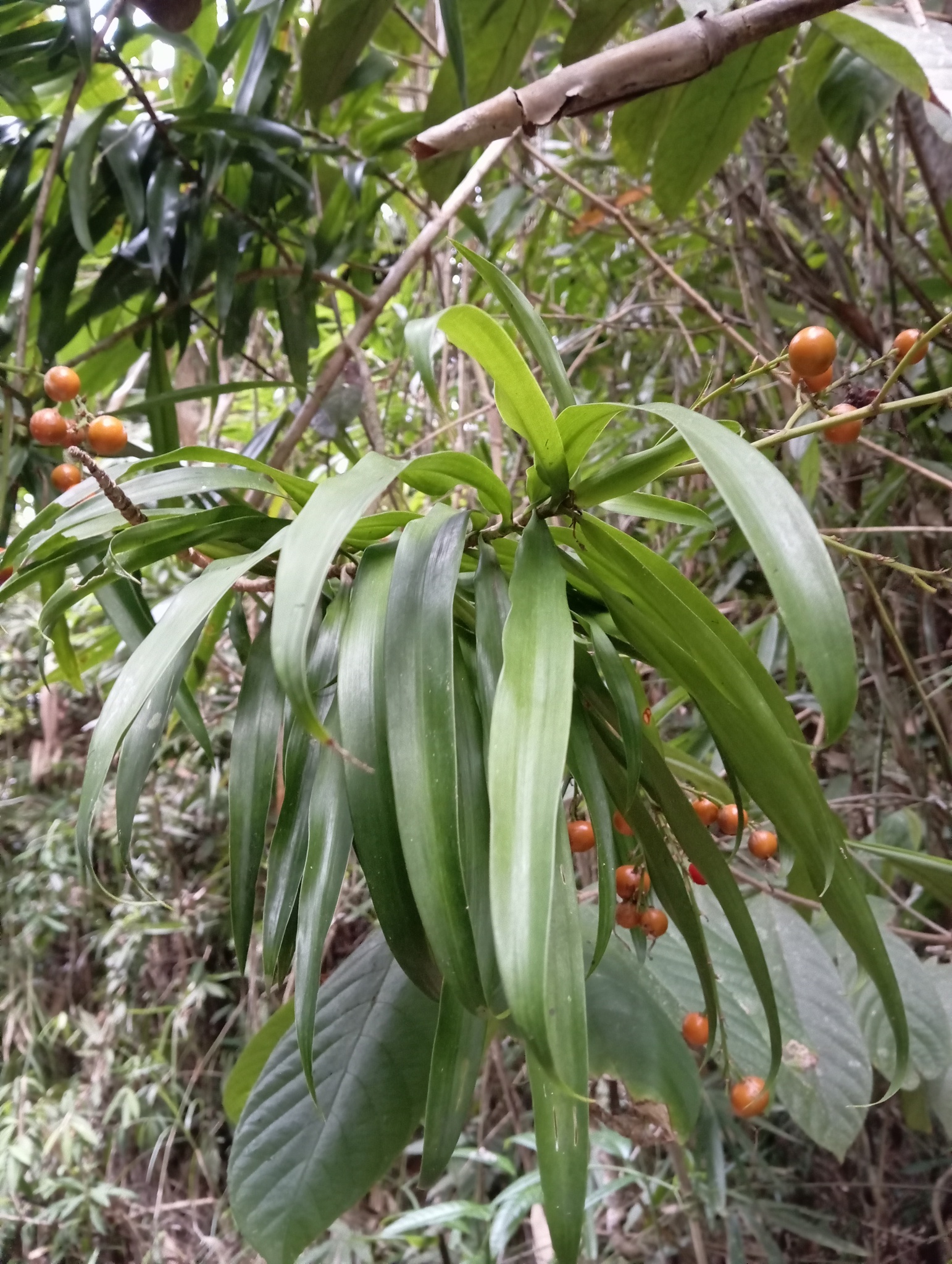 Imagem de Dracena Reflexa