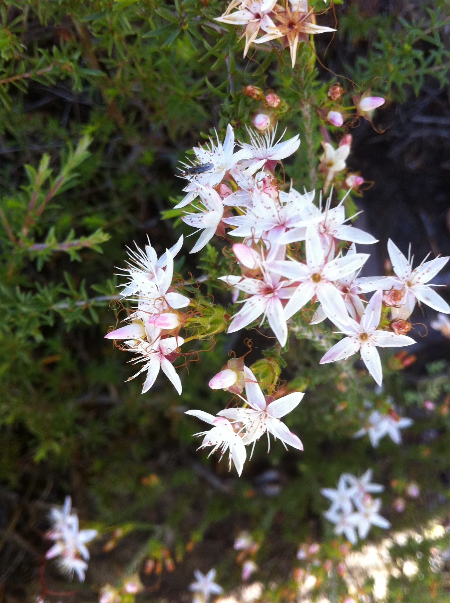 Calytrix
