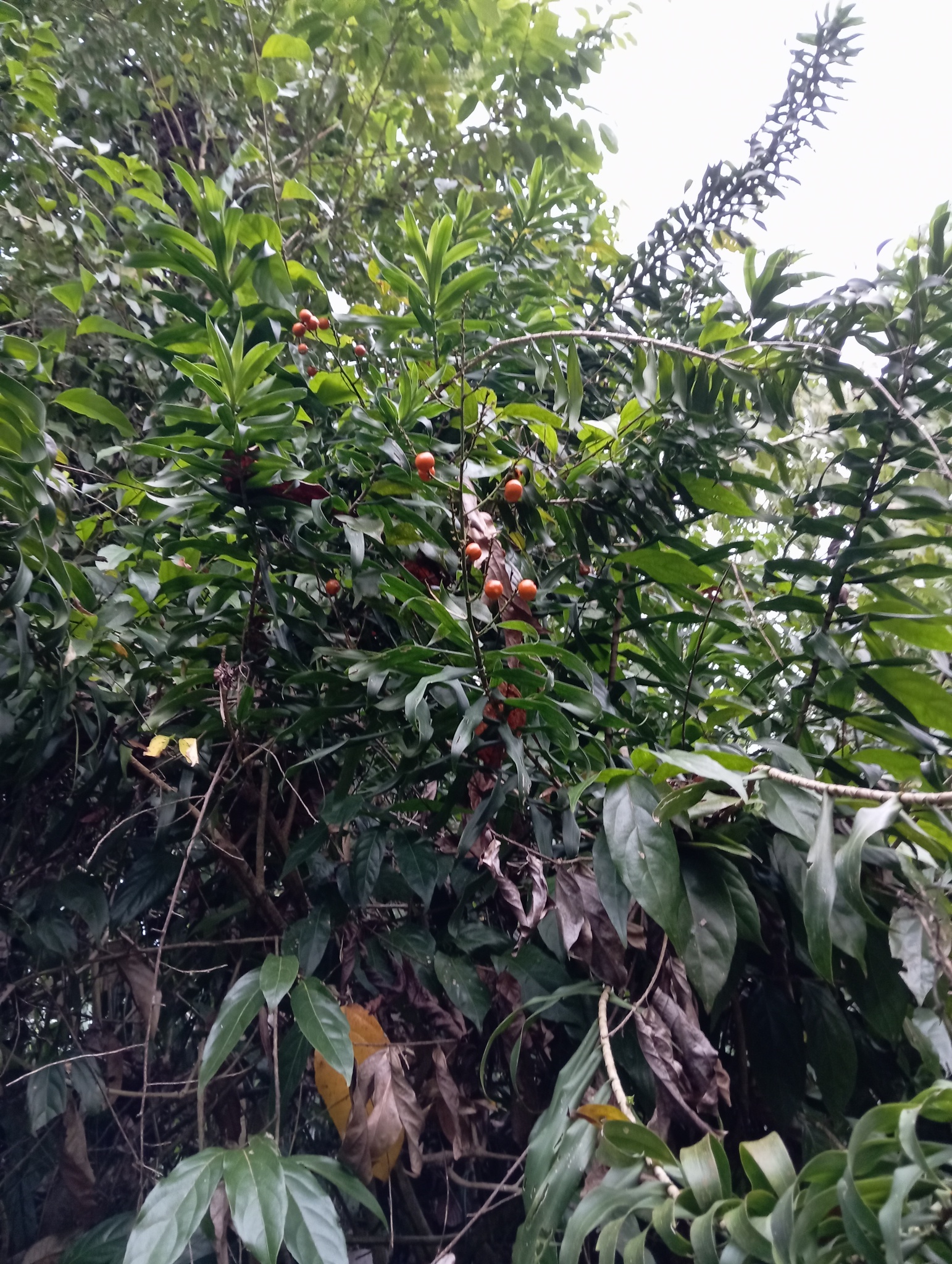 Imagem de Dracena Reflexa